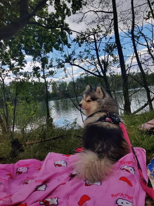 Cookie, un petit chien, au bord d'un lac
