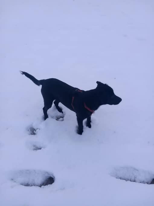 Zuko, un chien noir, dans la neige